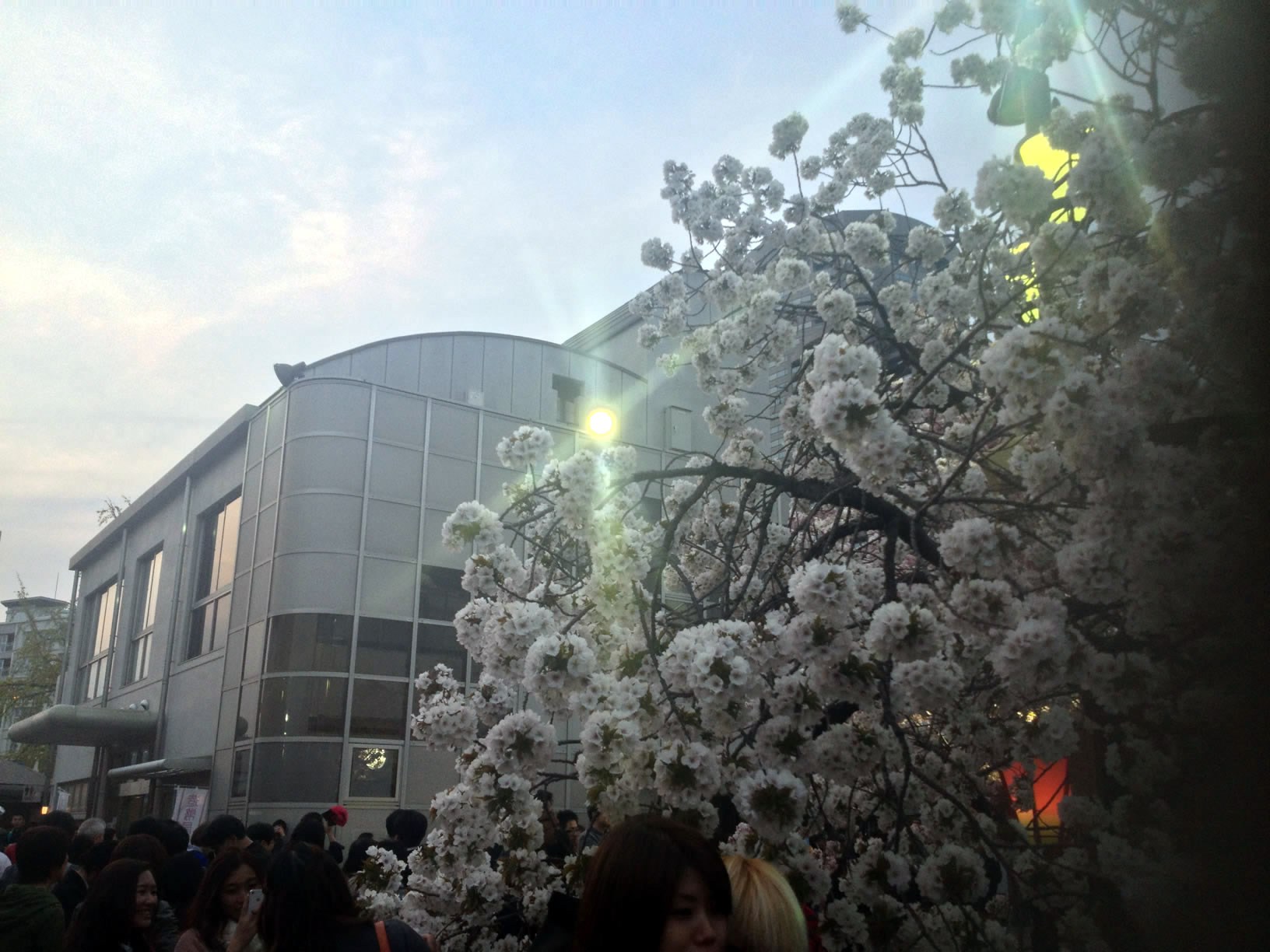 2014年の造幣局桜の通り抜け35 2014年の造幣局桜の通り抜け35